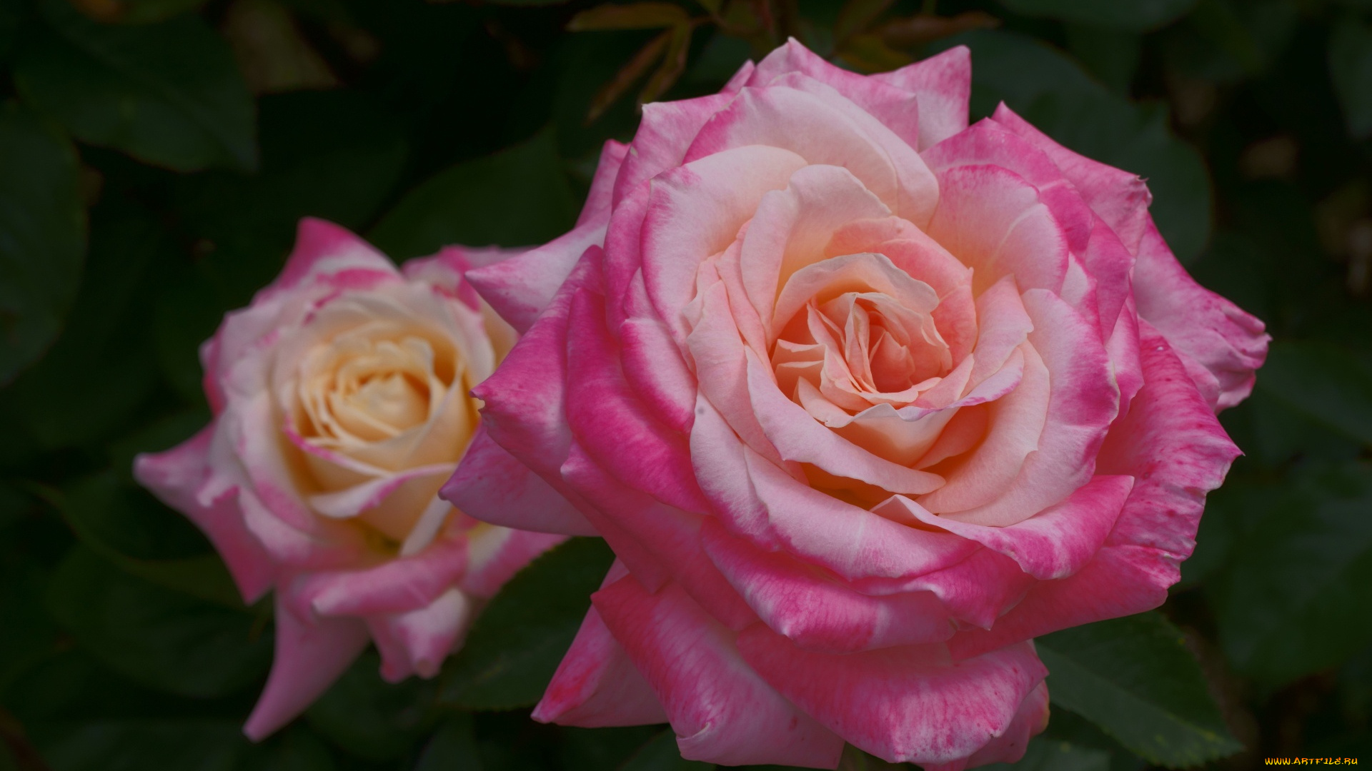 цветы, розы, роза