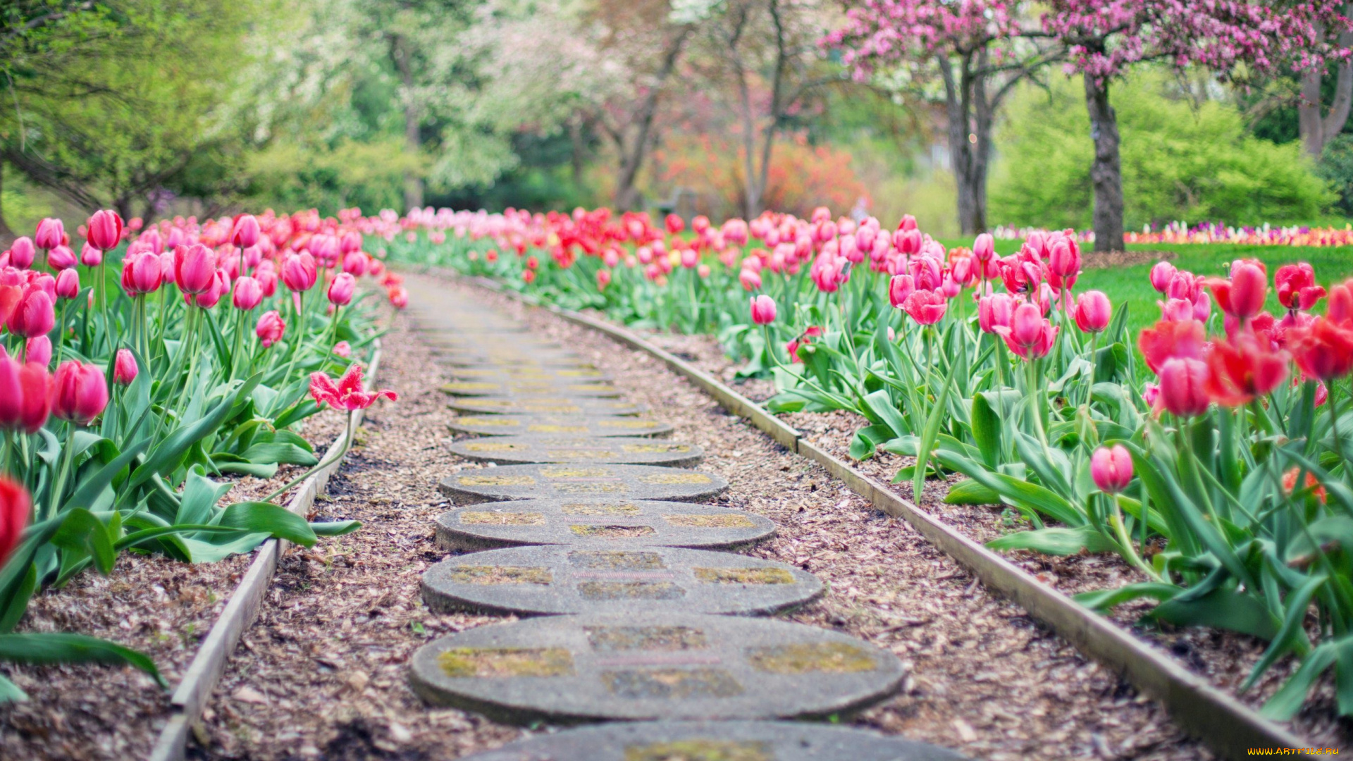 цветы, тюльпаны, весна