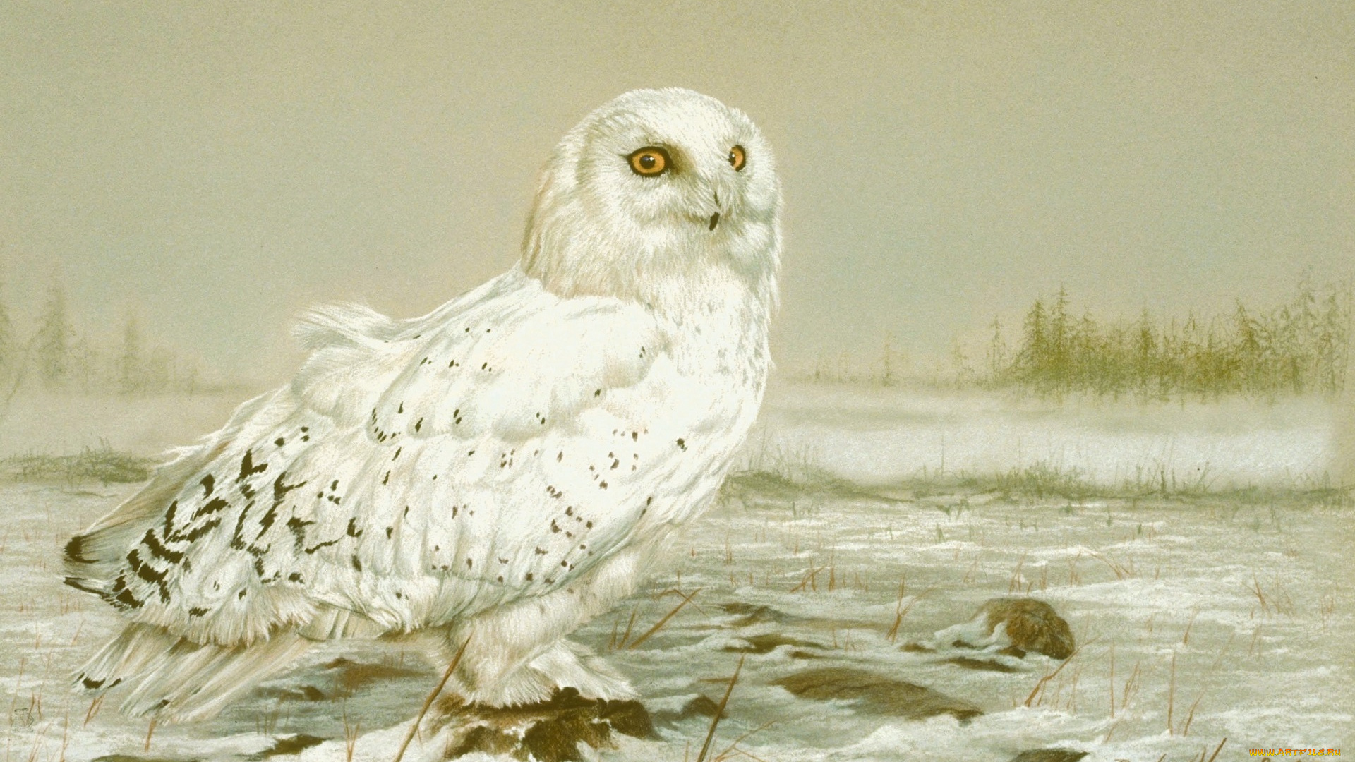 рисованное, животные, , птицы, , совы, , филины, сова, белая, полярная, снег