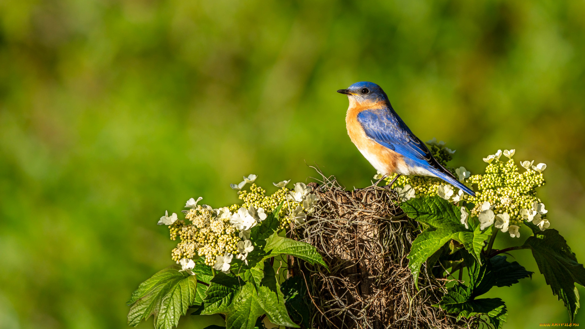 животные, птицы, птица