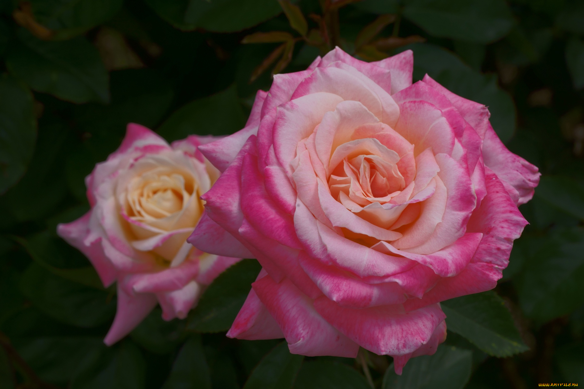 цветы, розы, роза