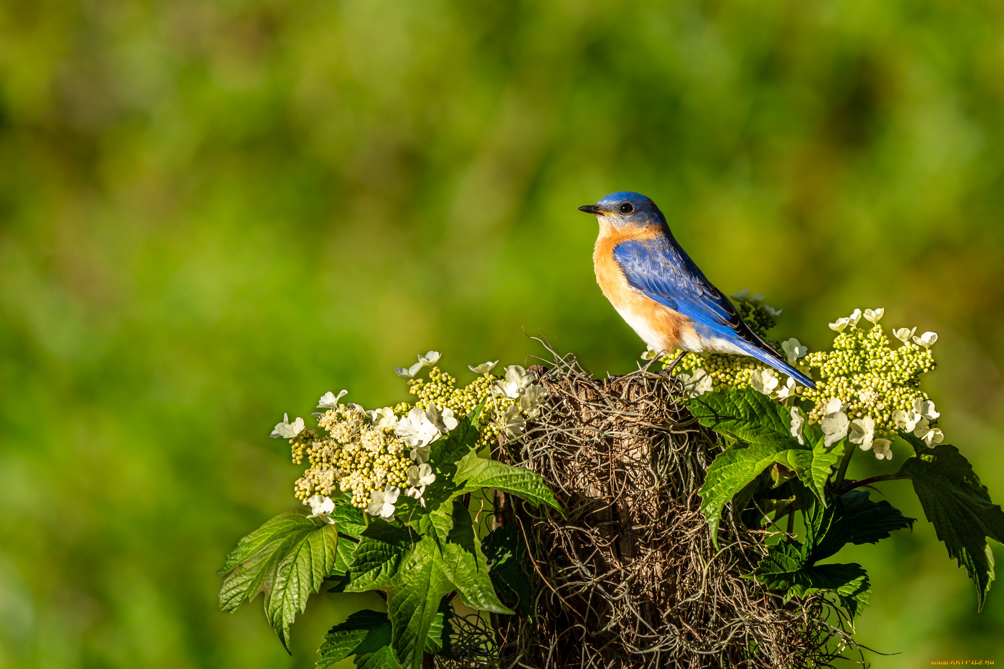 животные, птицы, птица