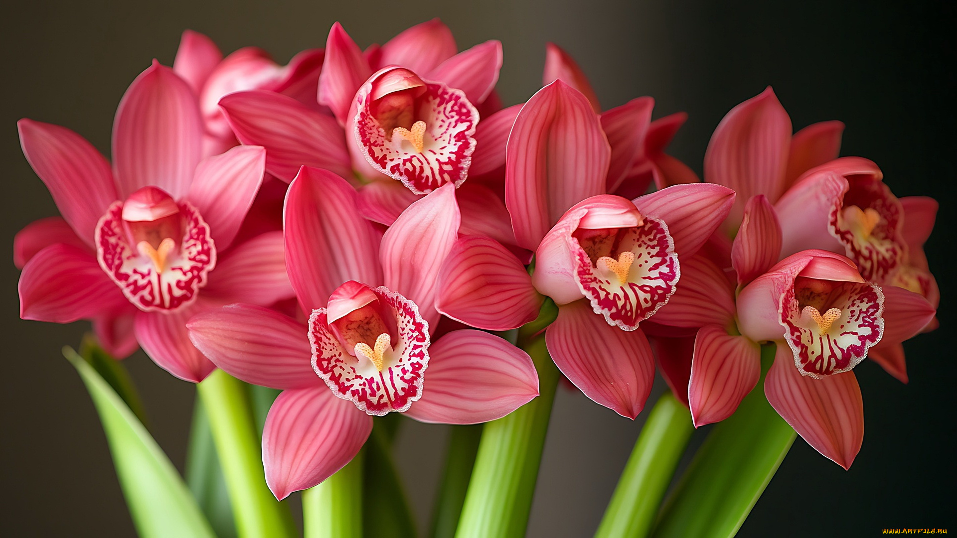 3д, графика, цветы, , flowers, орхидеи