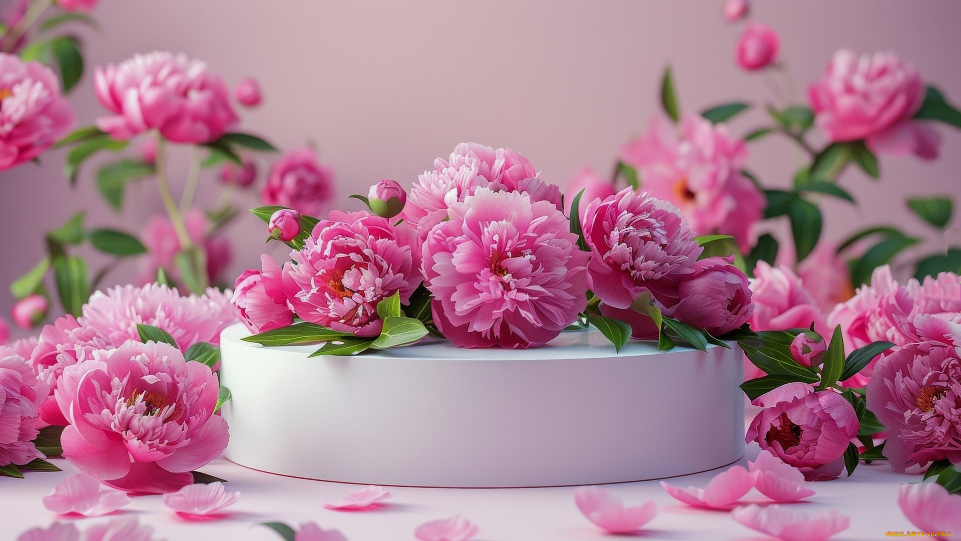 3д, графика, цветы, , flowers, розовые, пионы, бутоны, лепестки