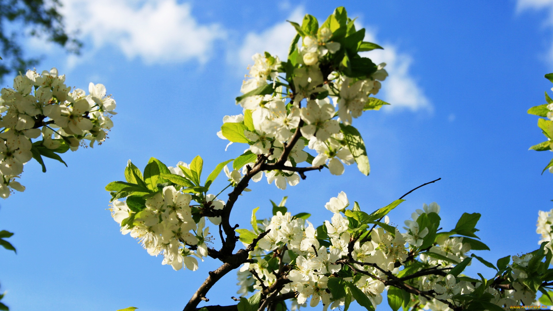 цветы, цветущие, деревья, , , кустарники, весна, небо, цветущая, ветка