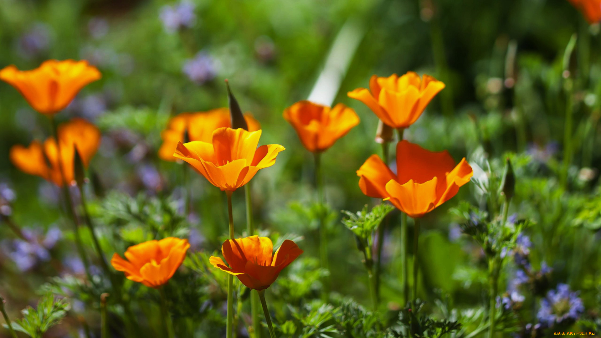 цветы, эшшольция, , калифорнийский, мак, оранжевый