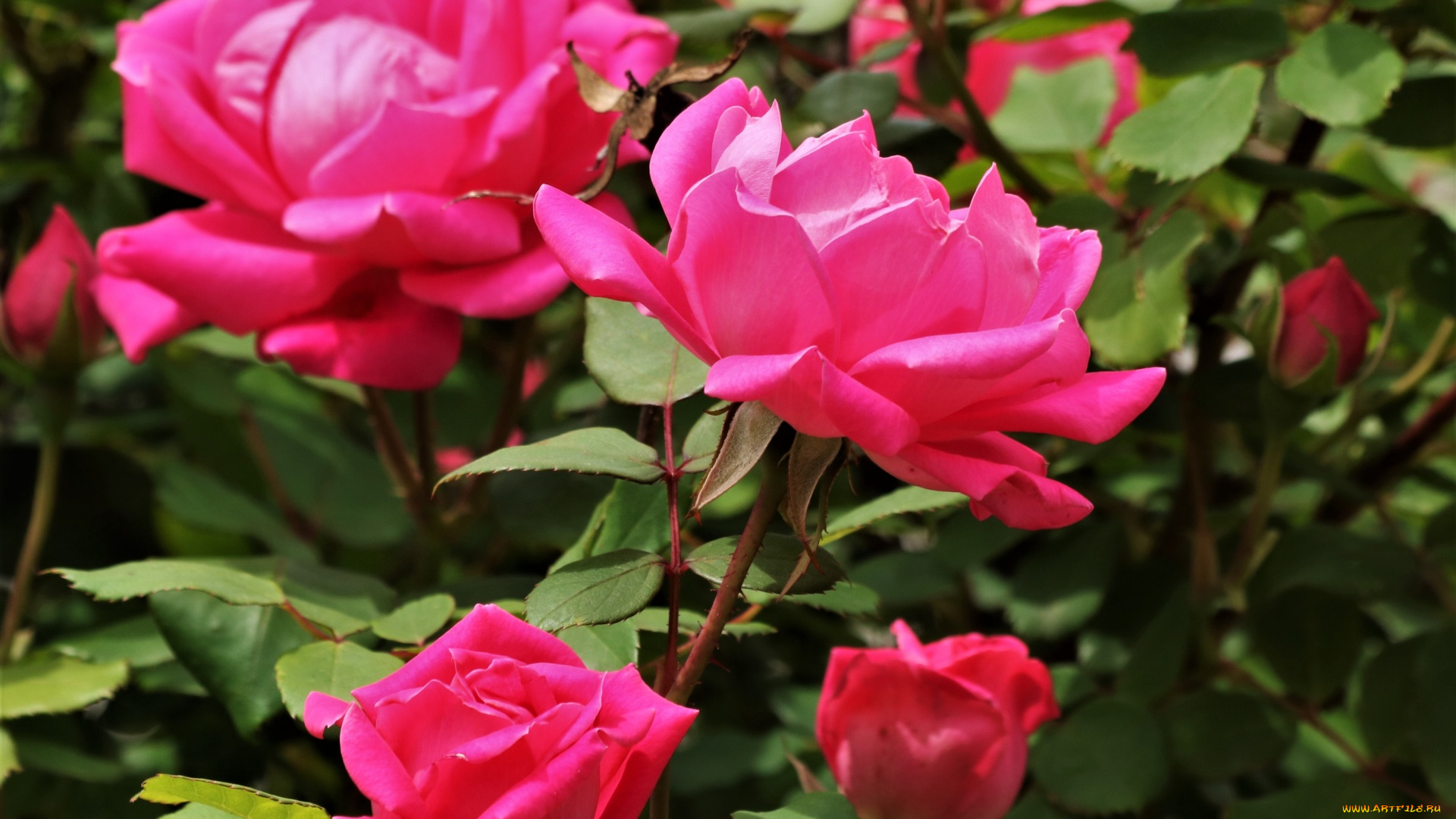 цветы, розы, розовые, куст