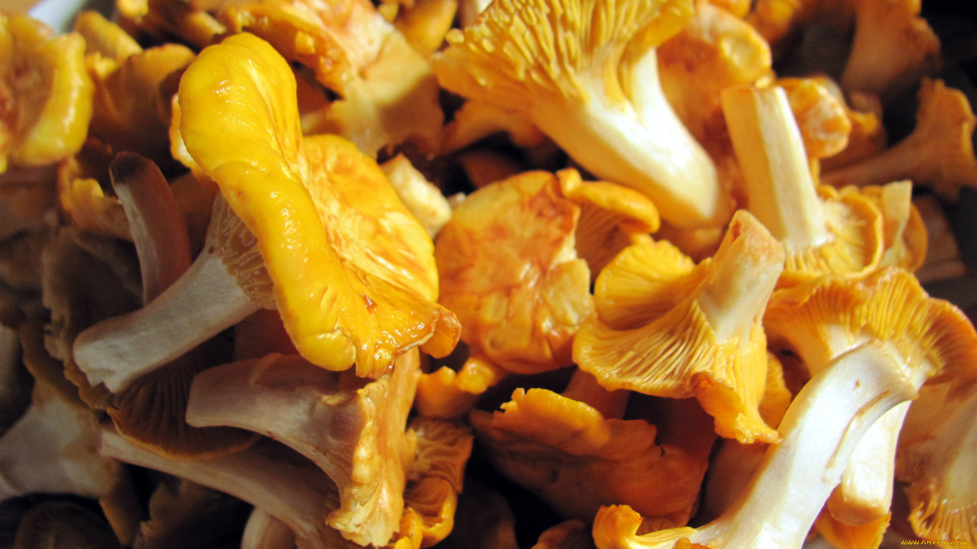 еда, грибы, , грибные, блюда, лисички