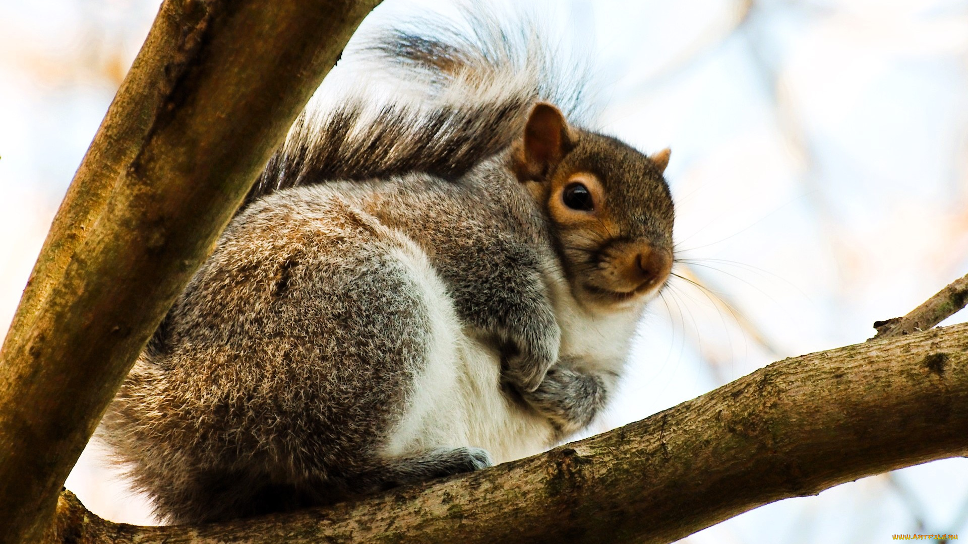 животные, белки, белка, ветки, дерево
