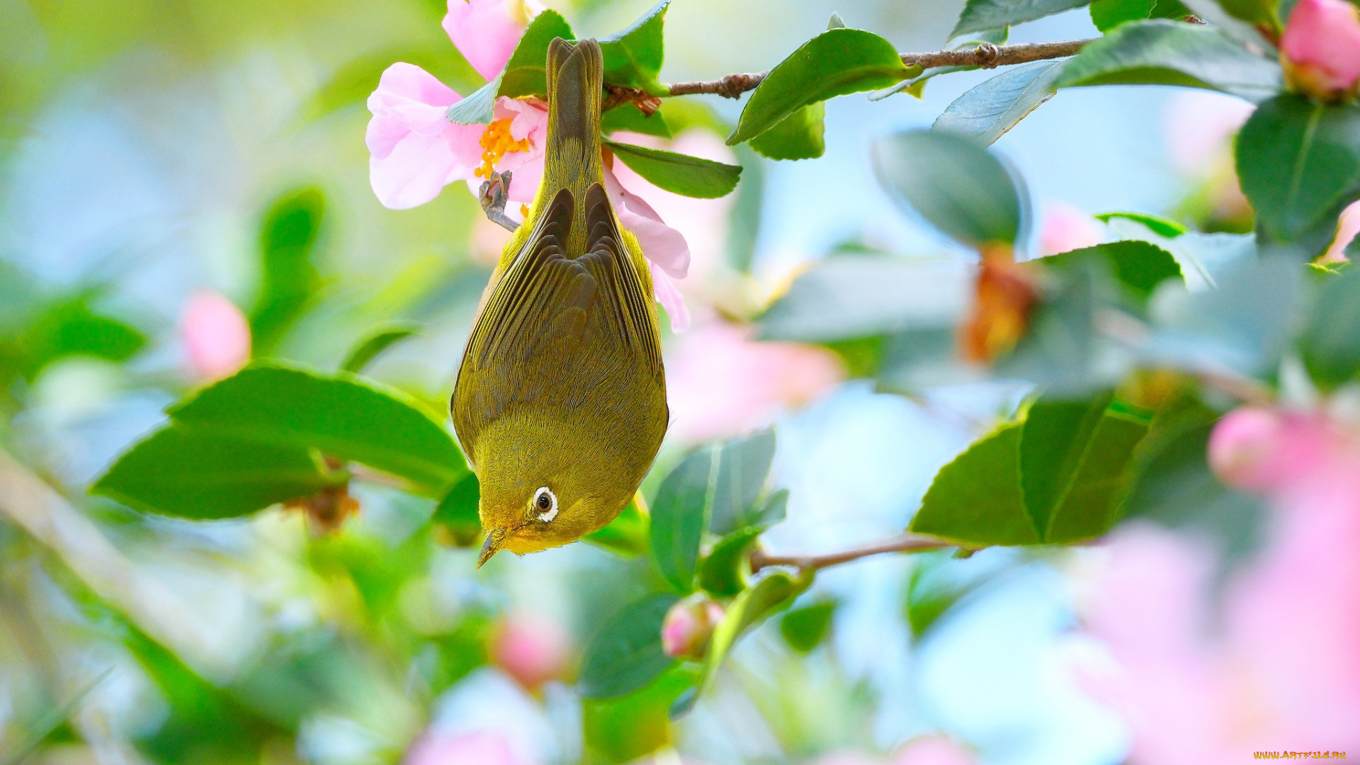 животные, белоглазки, птица