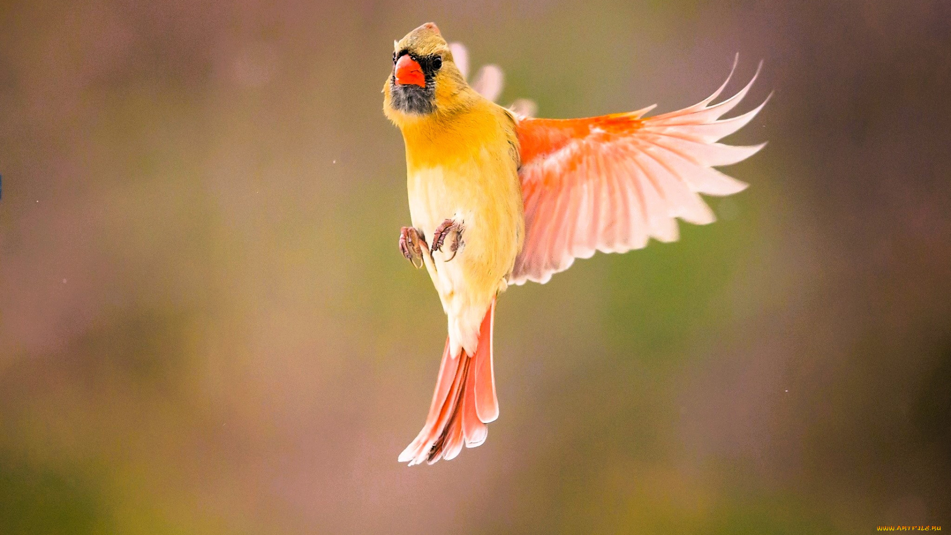 животные, кардиналы, кардинал, птица, полет