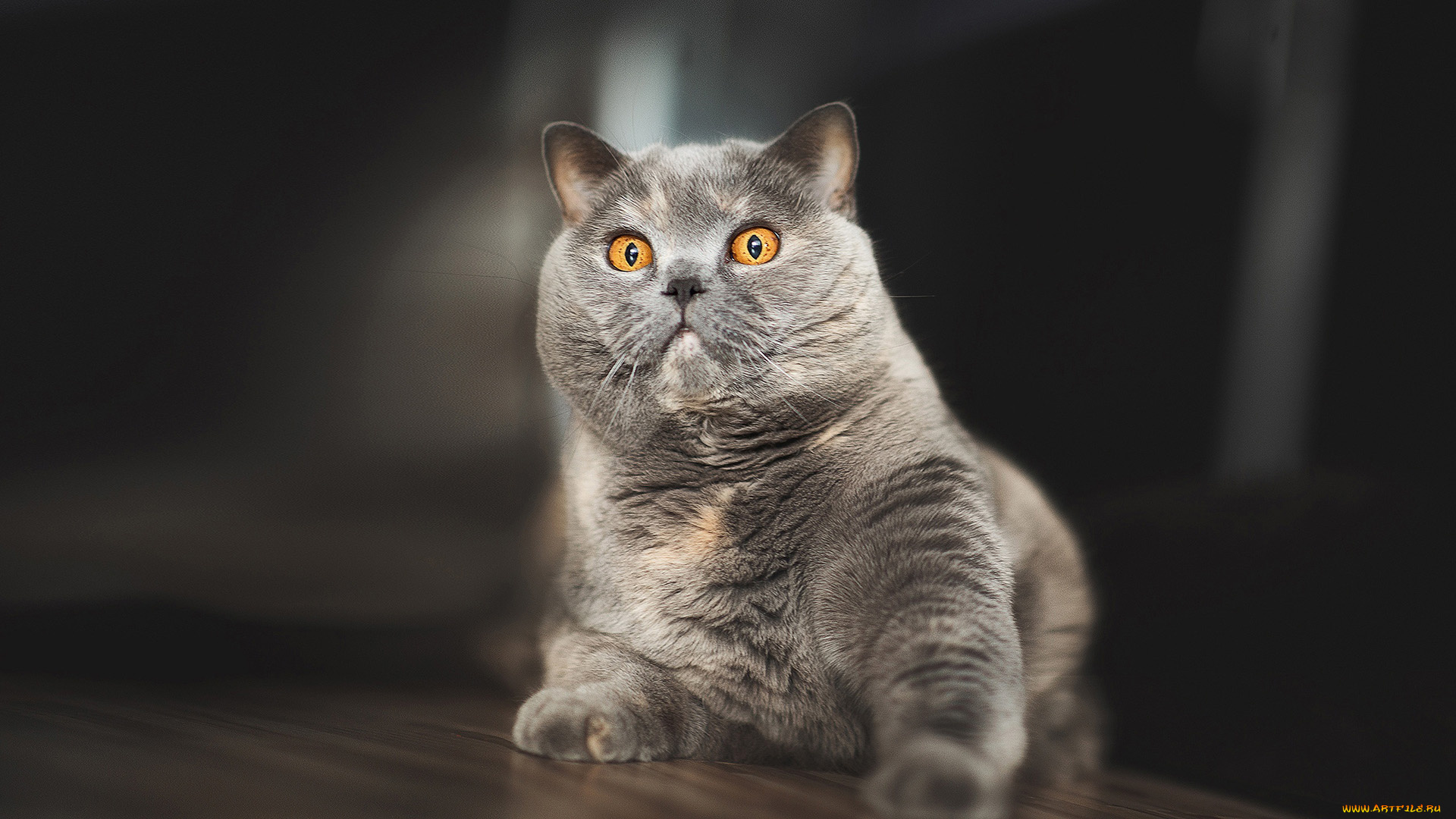 животные, коты, кот