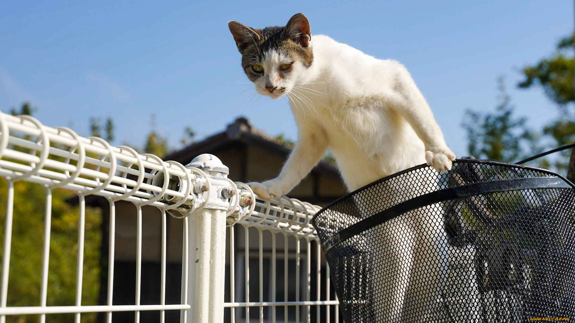 животные, коты, кот, кошак, котяра