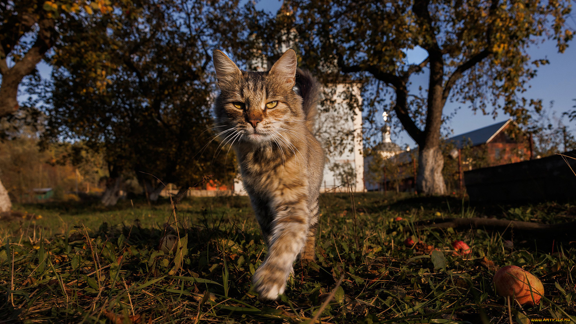 животные, коты, кот, кошак, котяра