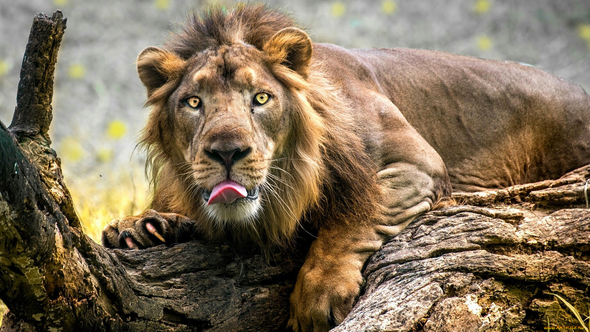 животные, львы, лев, язык, бревно