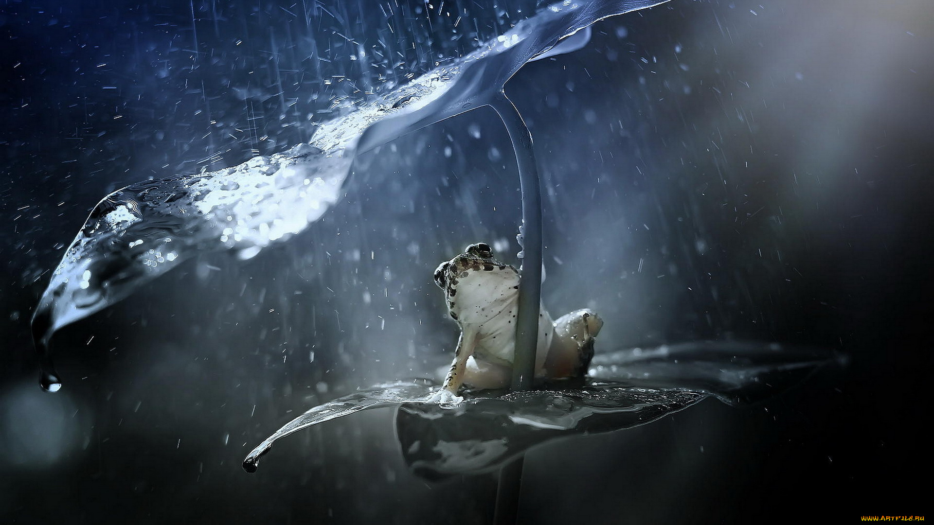 животные, лягушки, лягушка