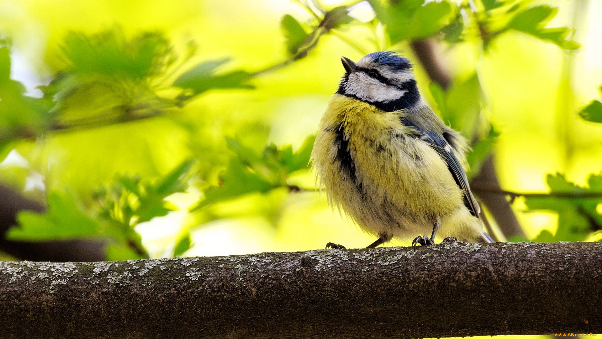животные, синицы, , лазоревки, синица, ветка, дерево, листья