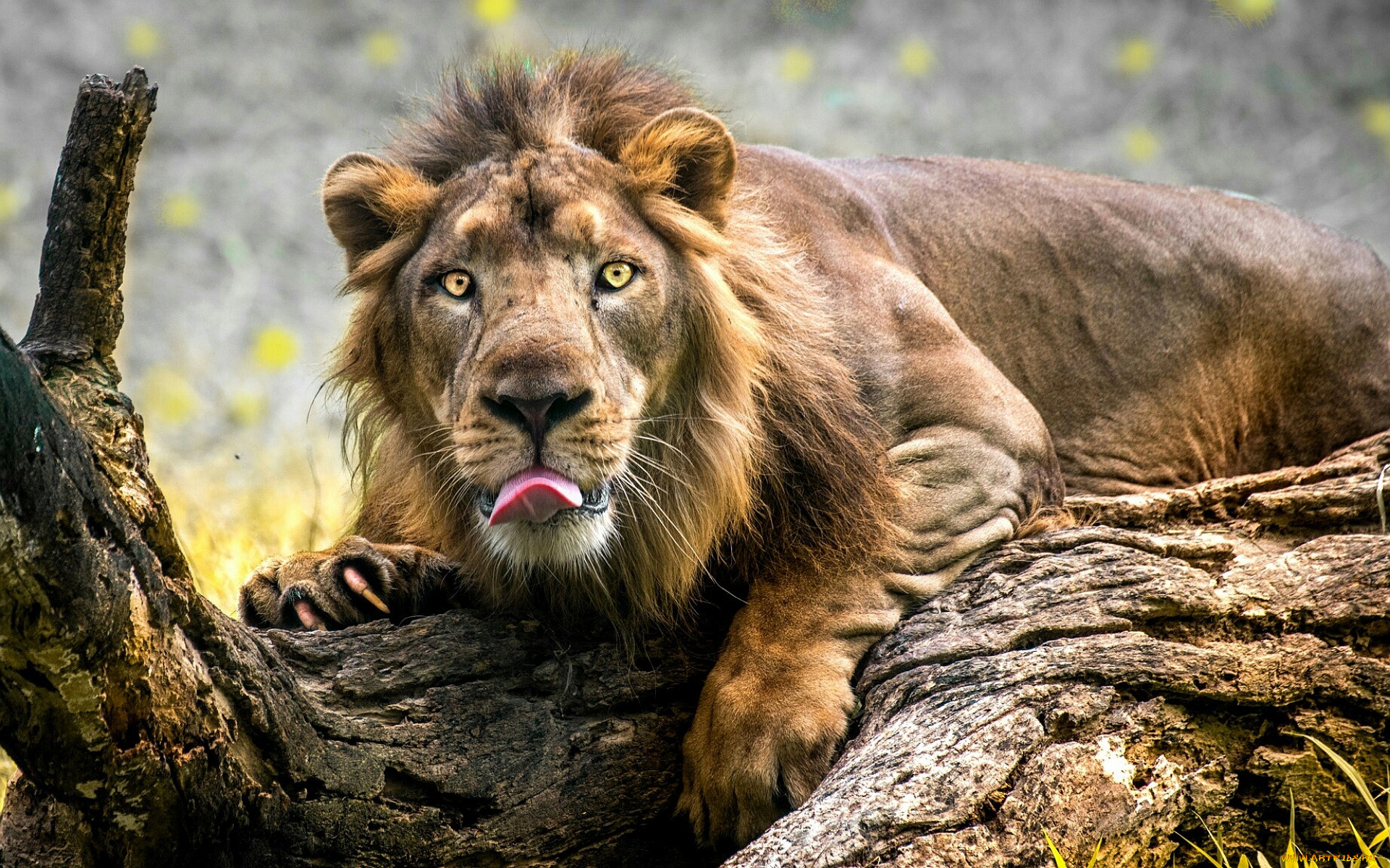животные, львы, лев, язык, бревно