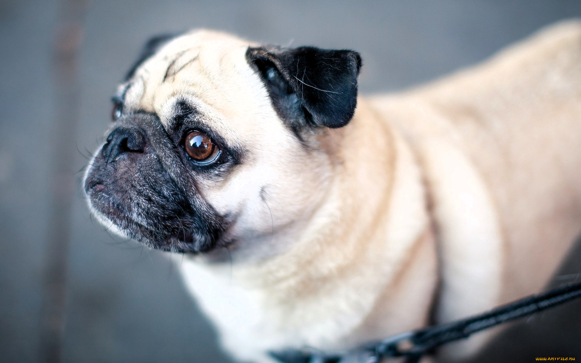 животные, собаки, собака, мопс