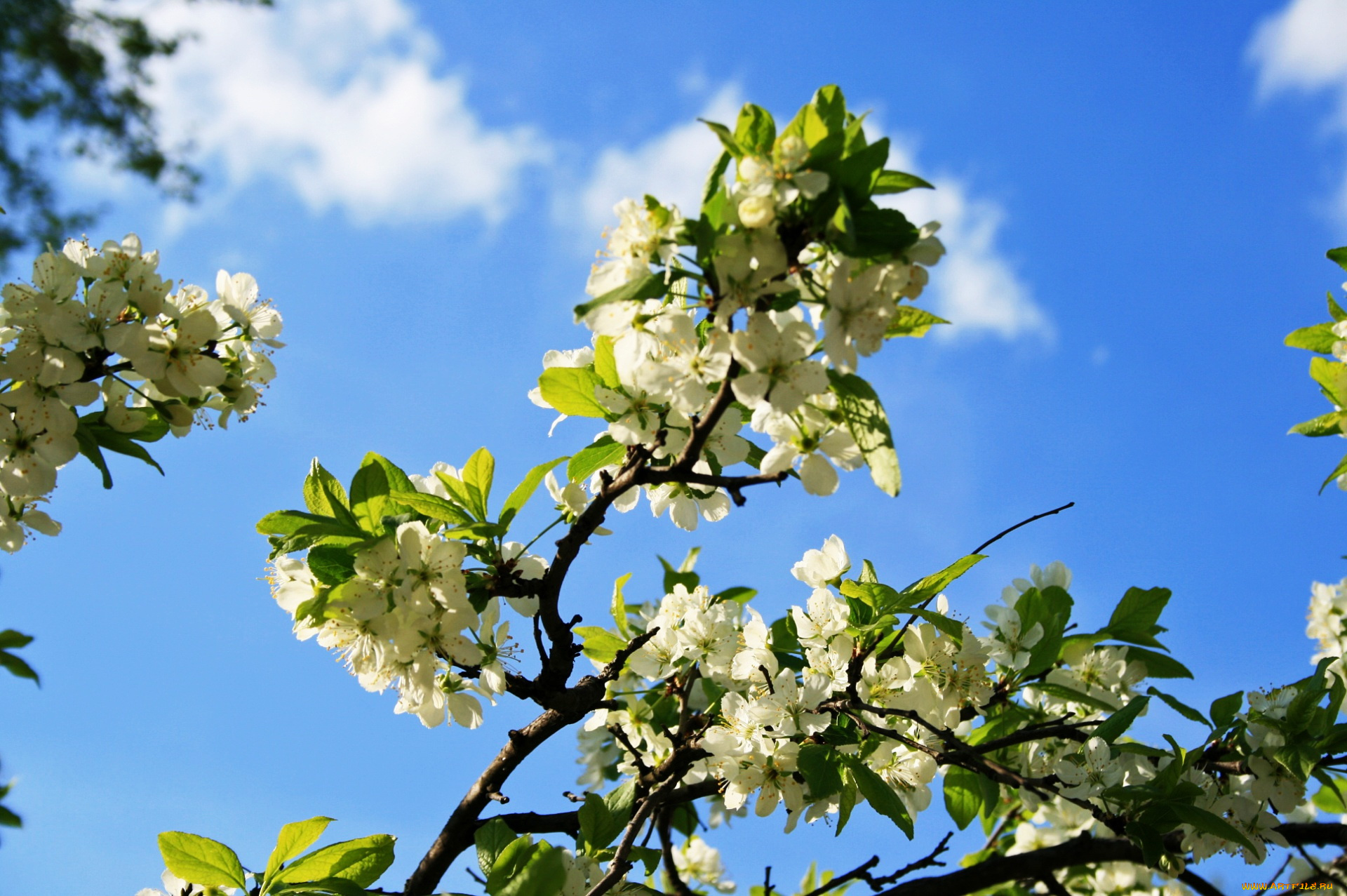 цветы, цветущие, деревья, , , кустарники, весна, небо, цветущая, ветка