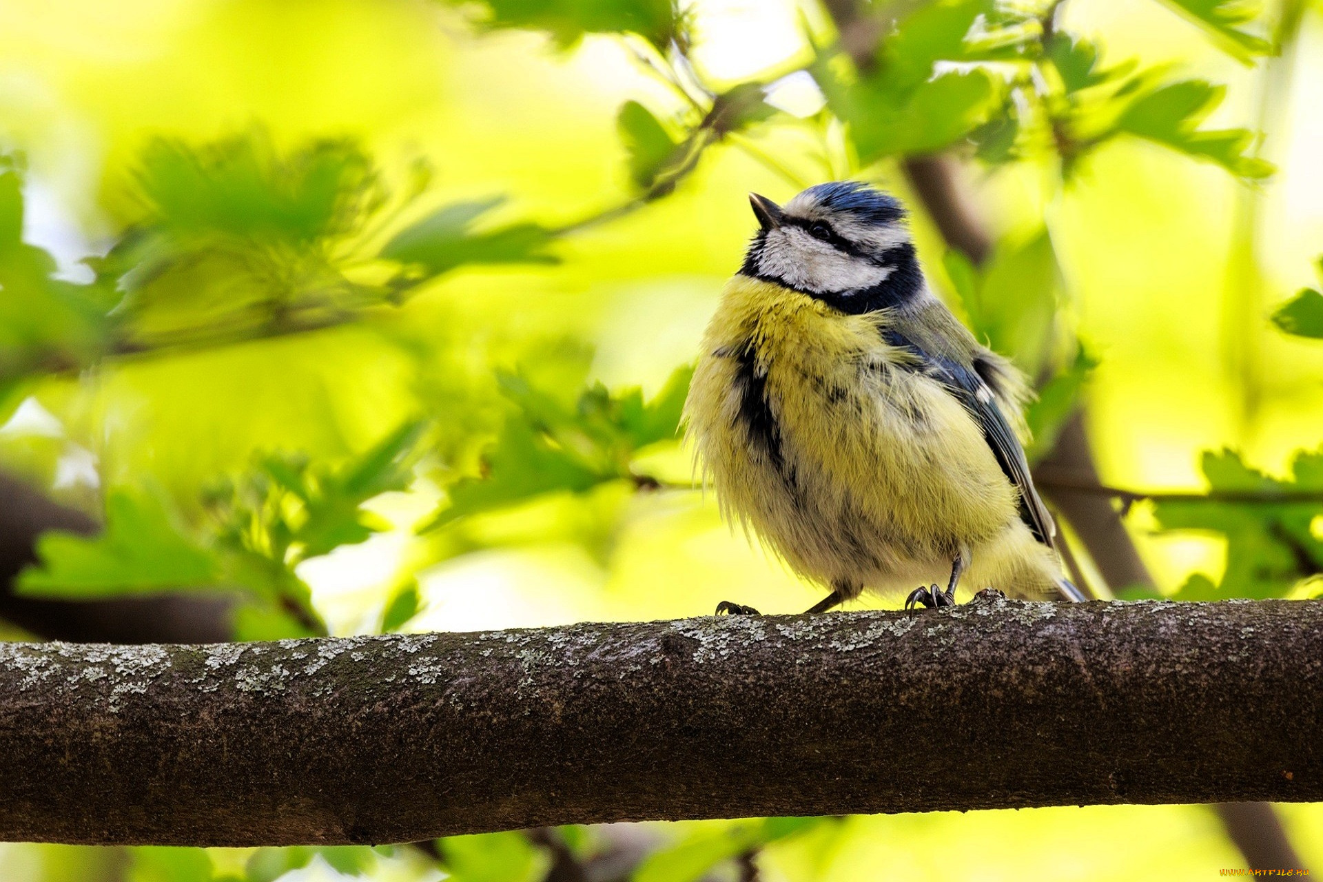животные, синицы, , лазоревки, синица, ветка, дерево, листья