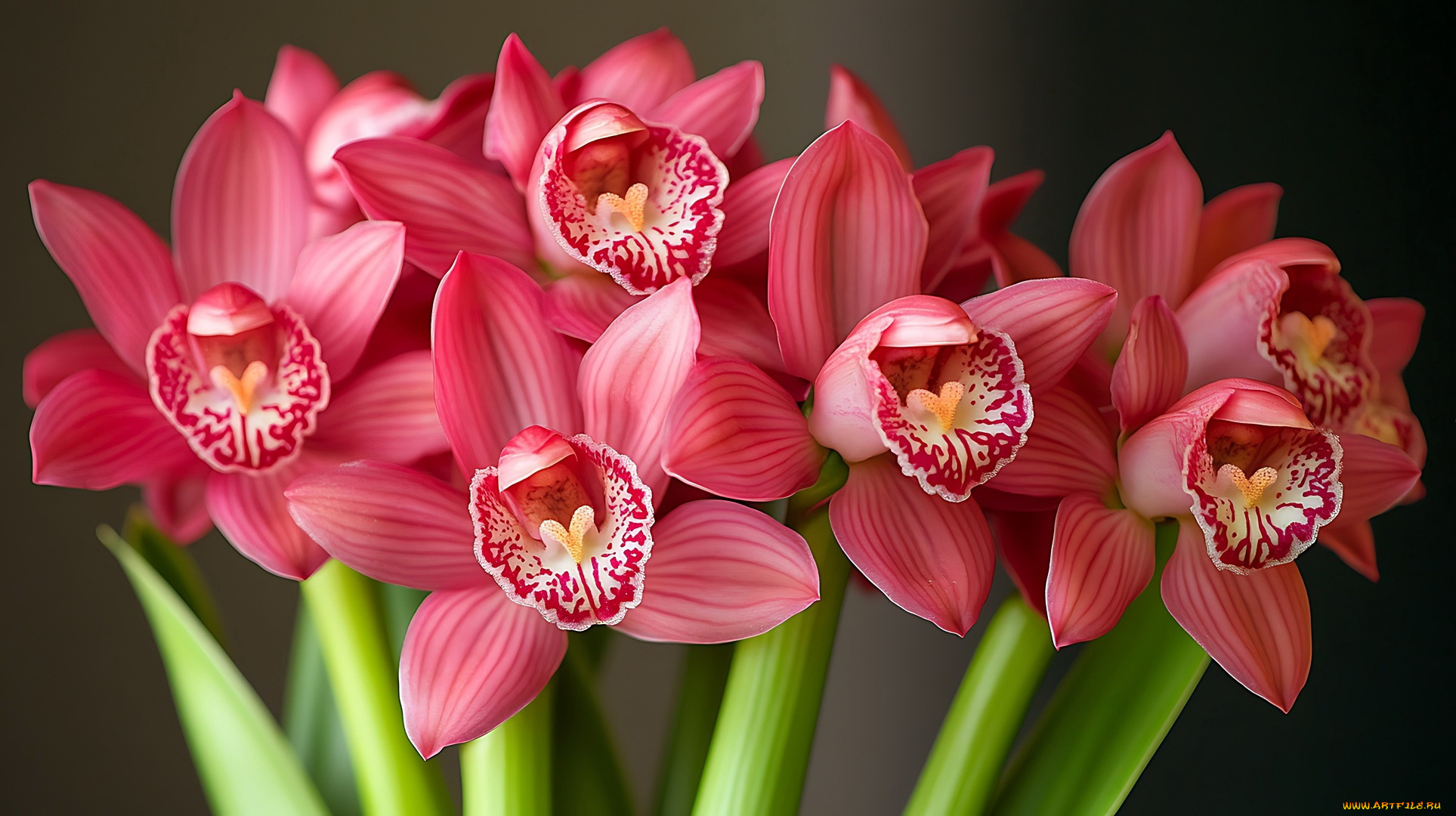 3д, графика, цветы, , flowers, орхидеи