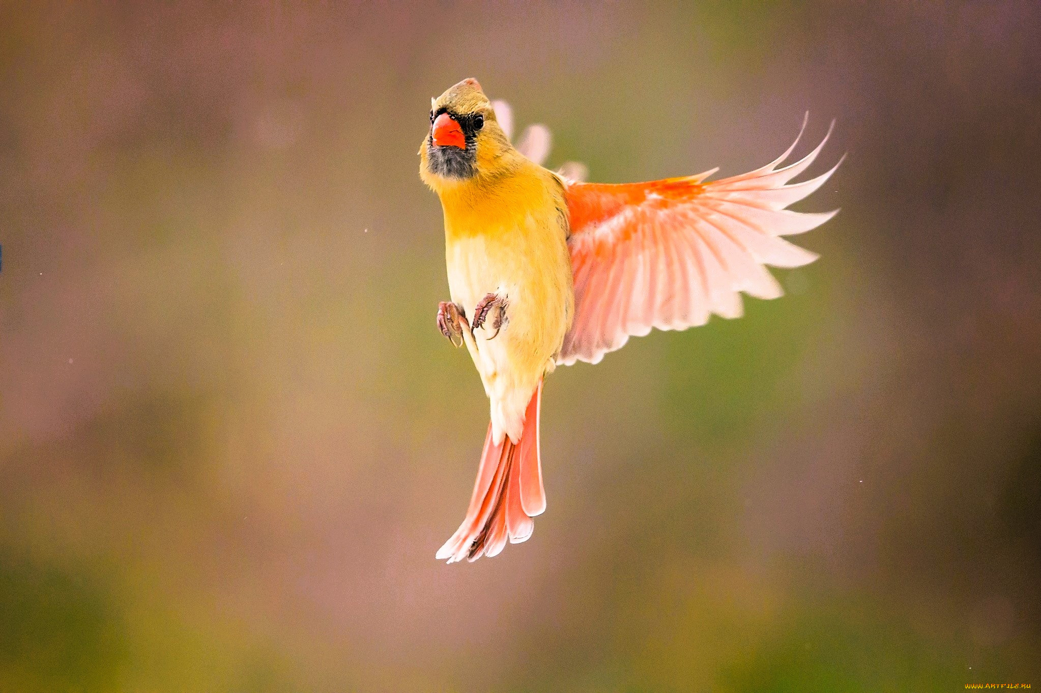 животные, кардиналы, кардинал, птица, полет