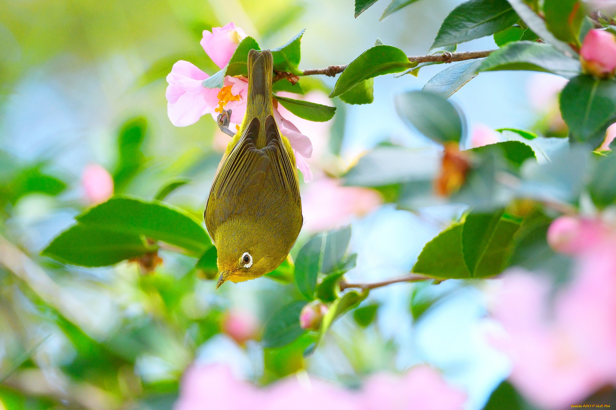 животные, белоглазки, птица