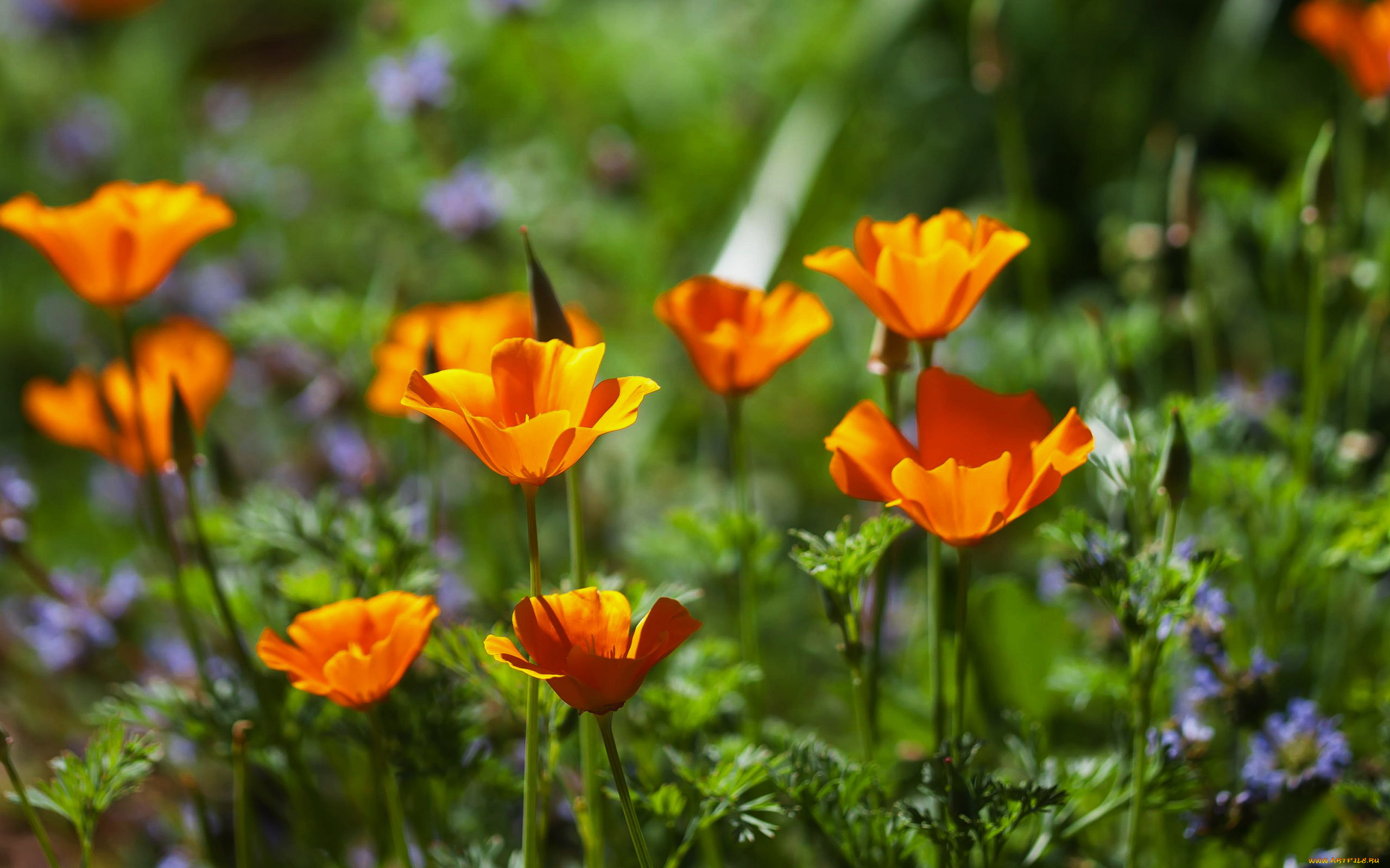 цветы, эшшольция, , калифорнийский, мак, оранжевый