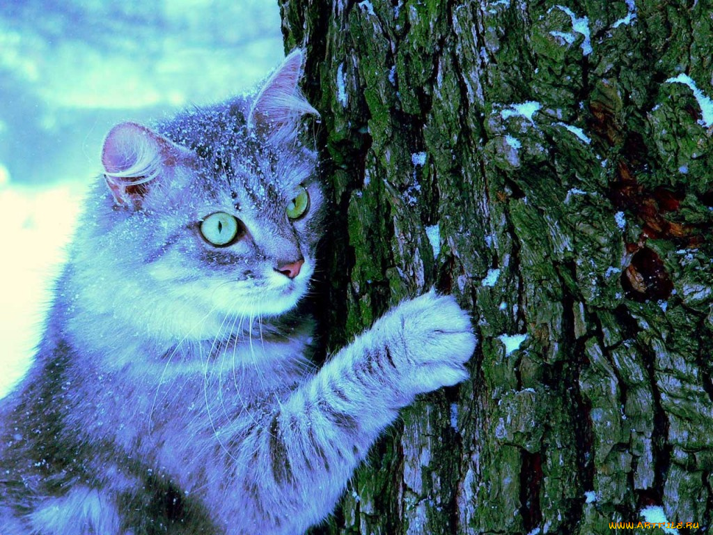 животные, коты