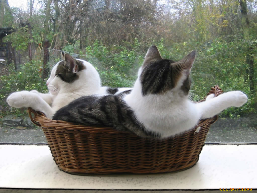 животные, коты