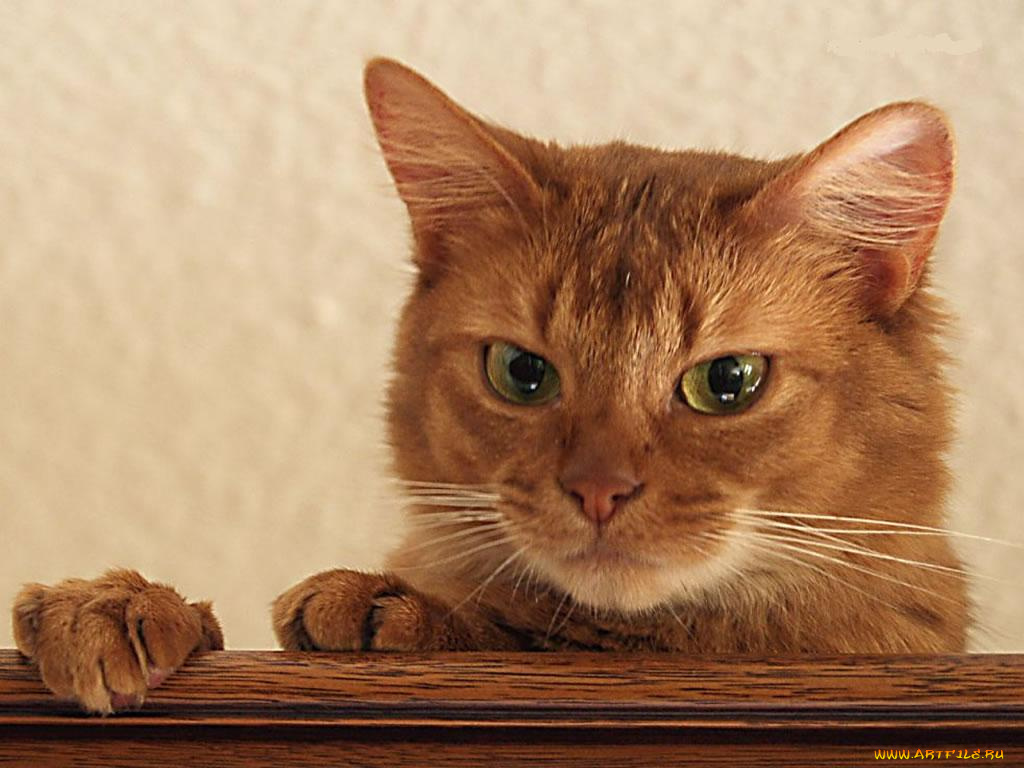 животные, коты