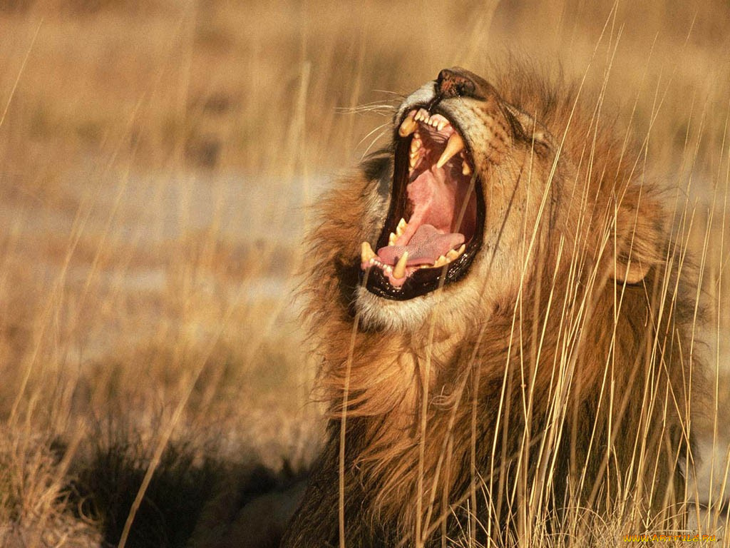 животные, львы