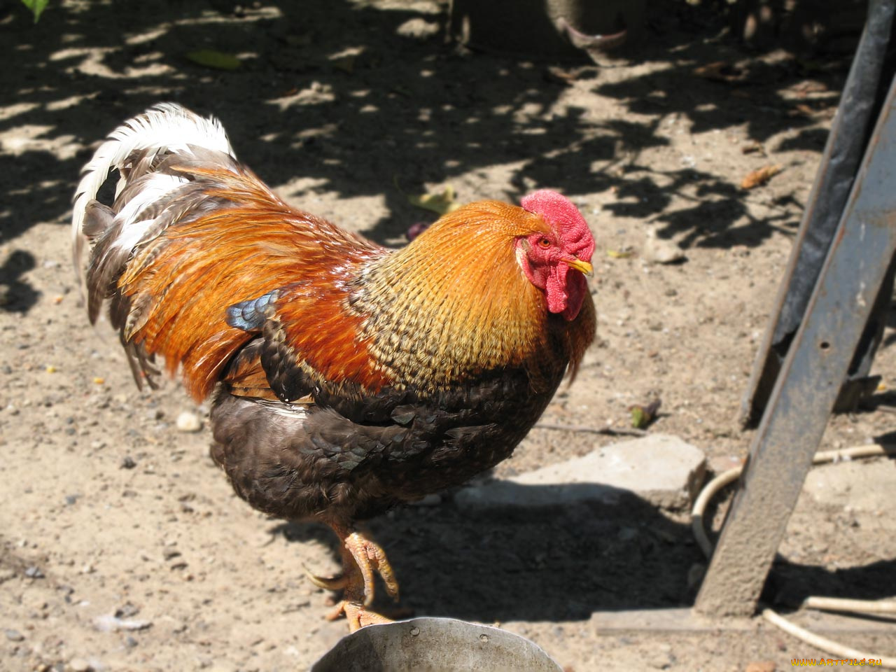 петя, животные, куры, петухи