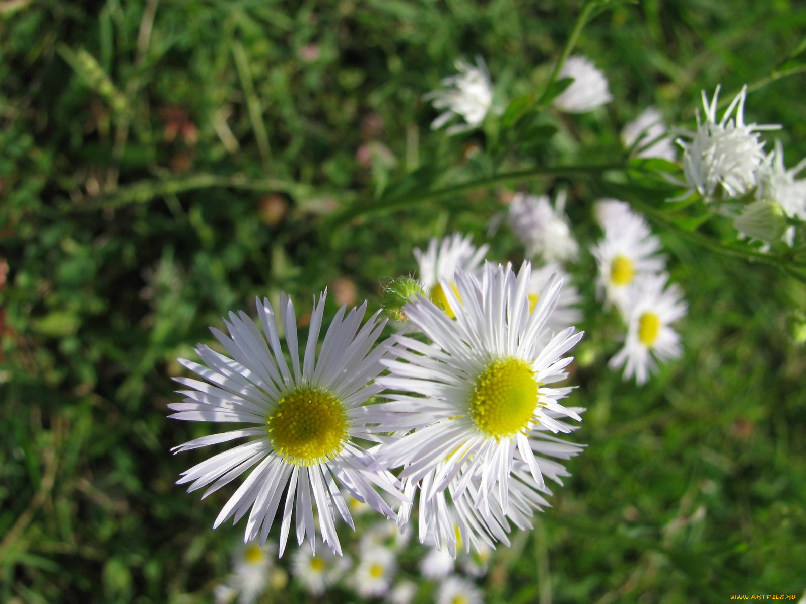 цветы, астры