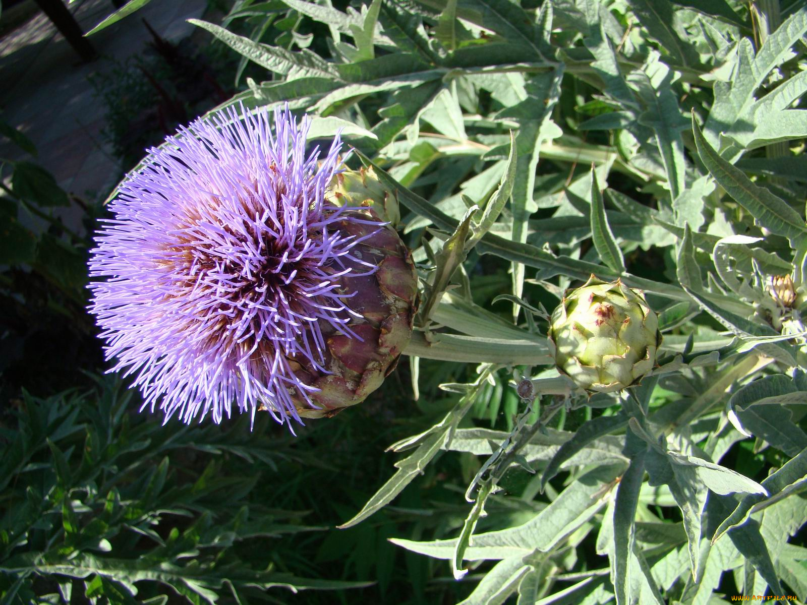 цветы, Чертополох, репейник