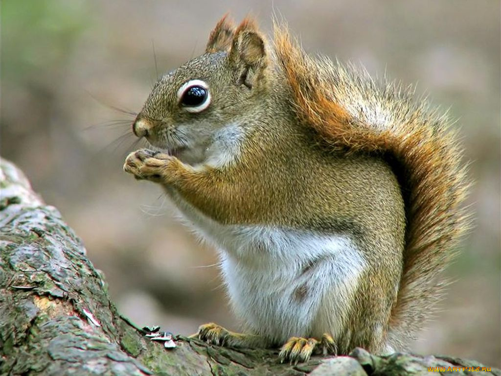 животные, белки