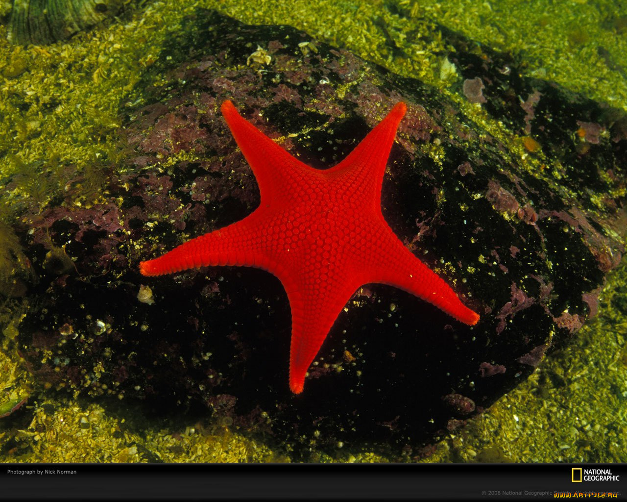животные, морские, звёзды