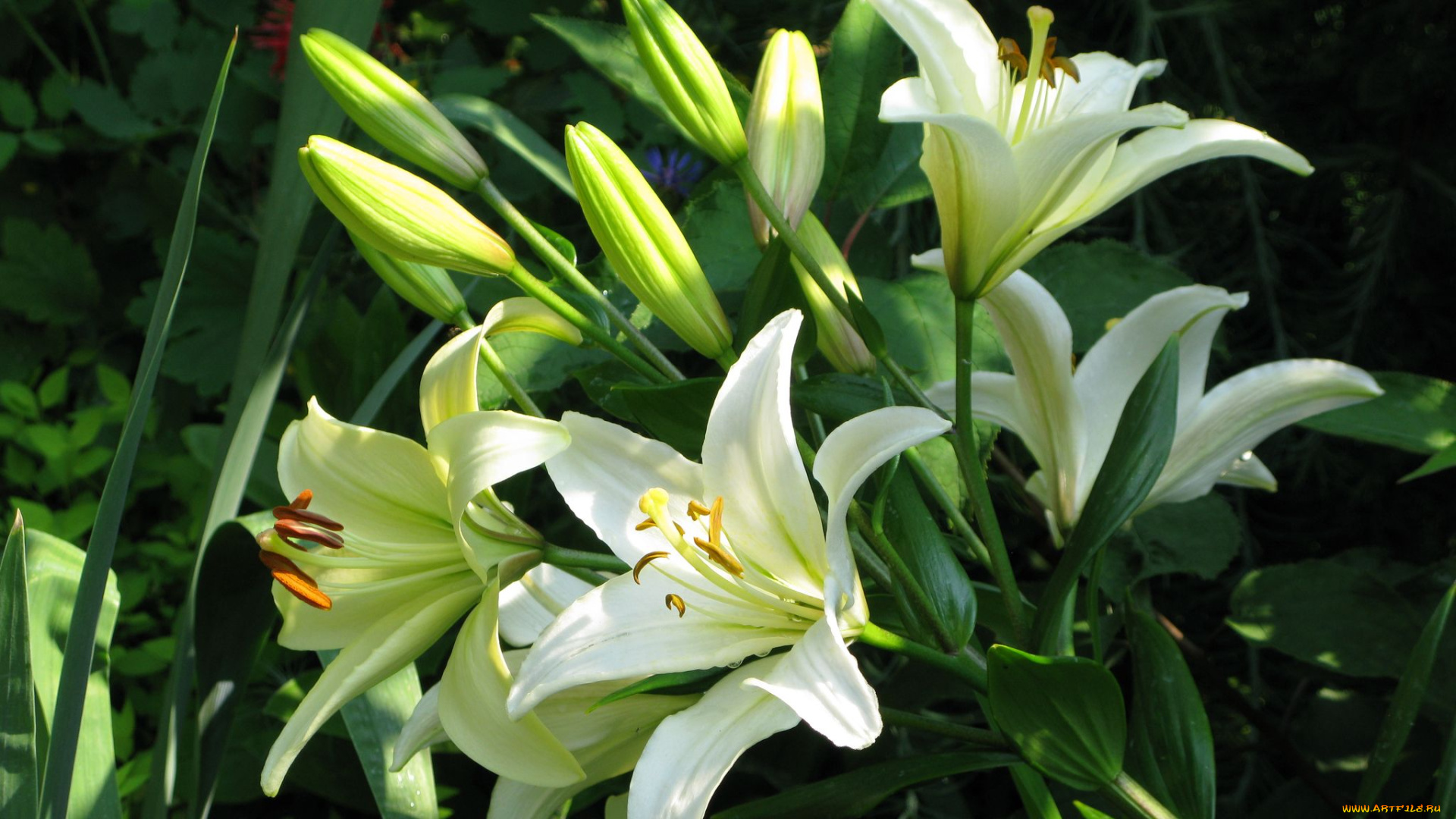 цветы, лилии, лилейники