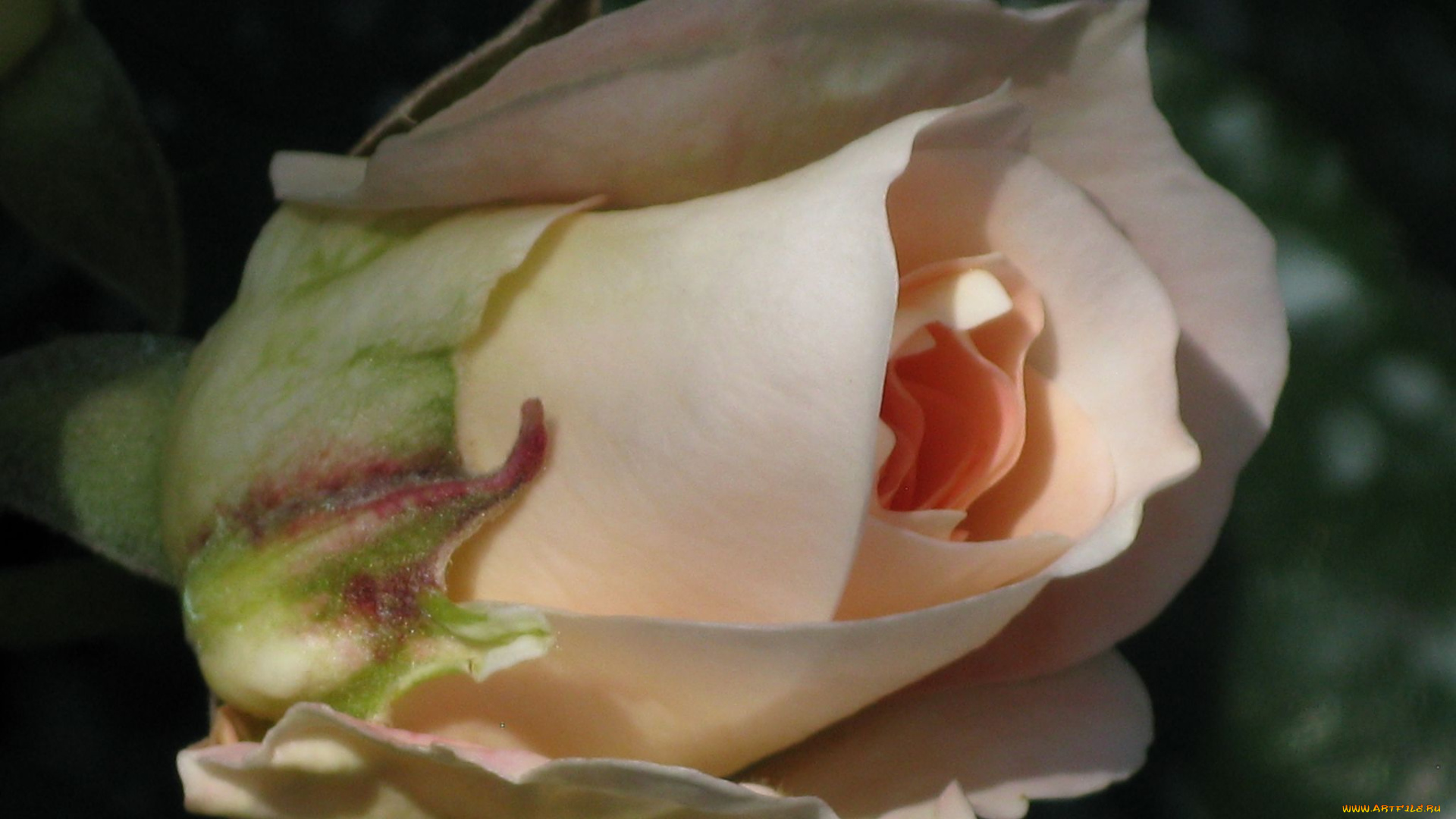 цветы, розы