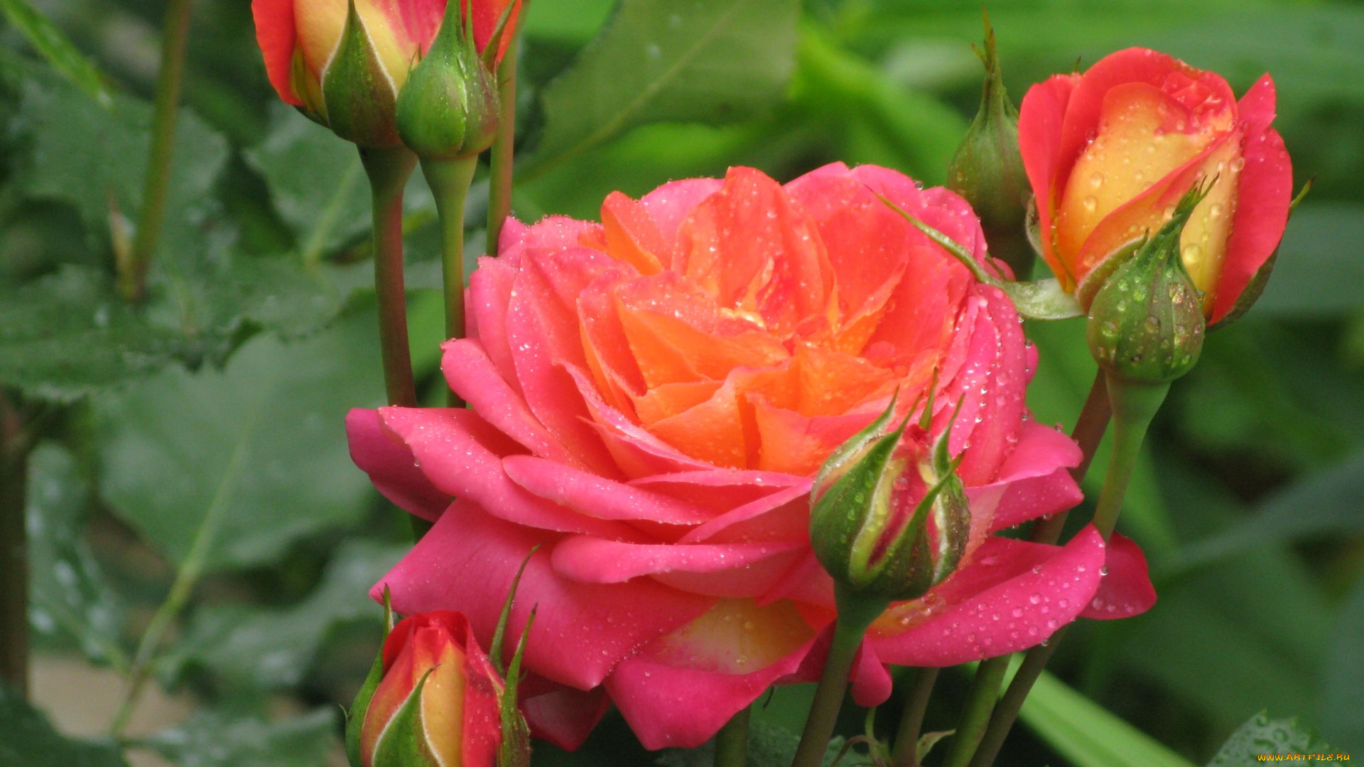 цветы, розы