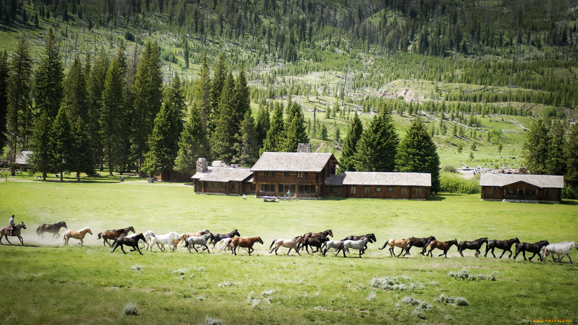 животные, лошади