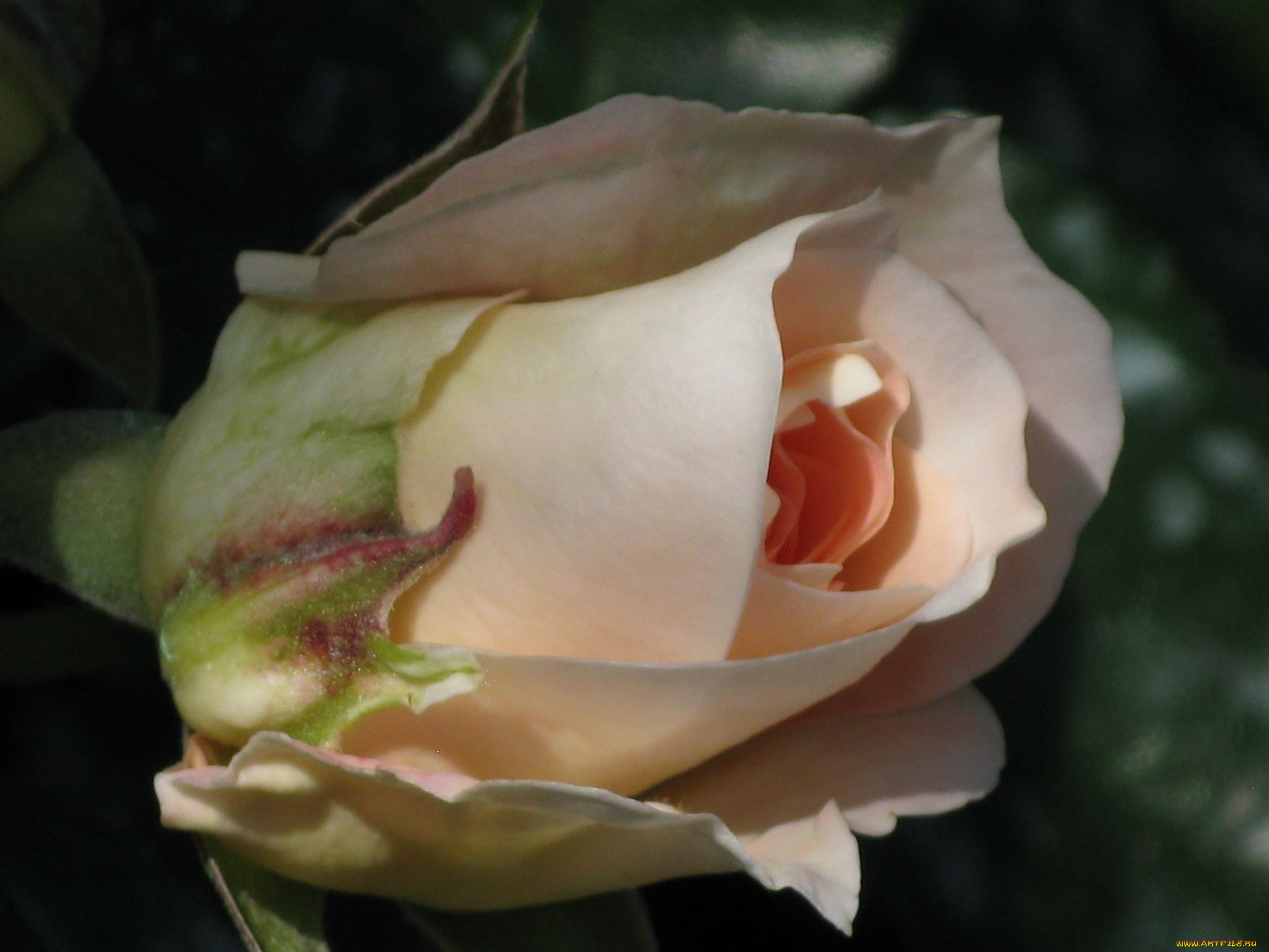 цветы, розы