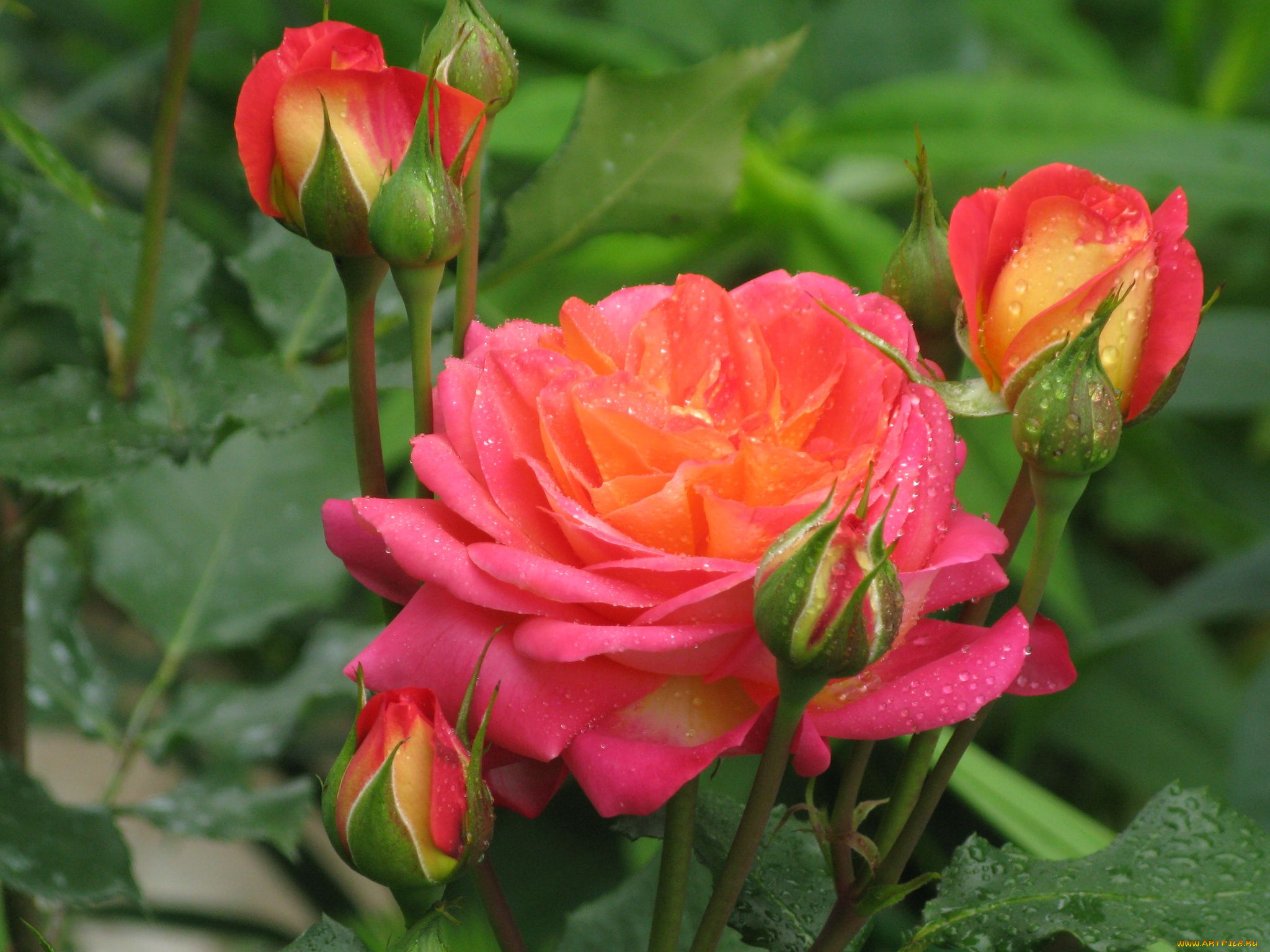 цветы, розы