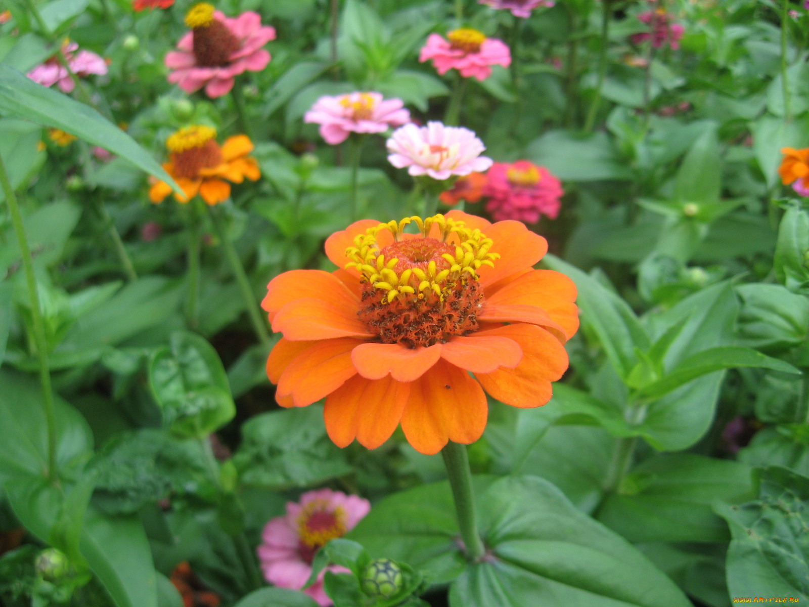 циния, цветы, цинния