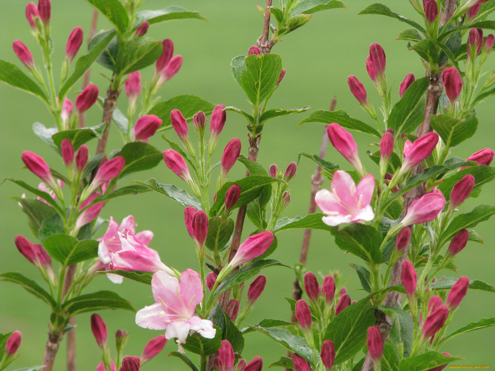 цветы, цветущие, деревья, кустарники