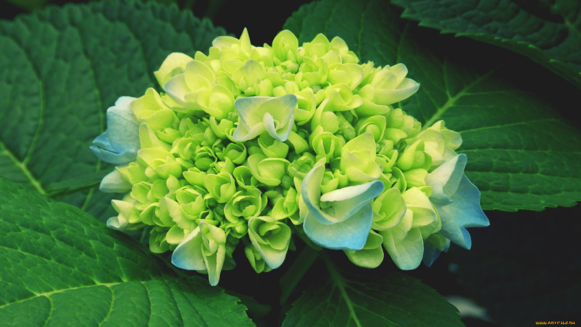 цветы, гортензия, соцветие, листья