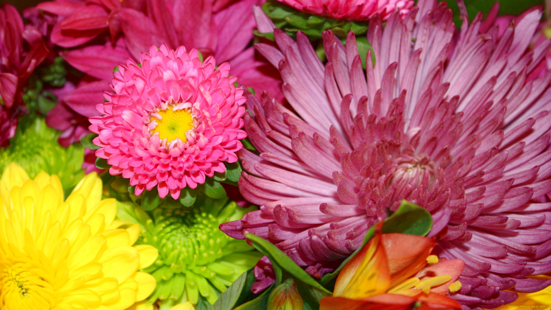 цветы, хризантемы