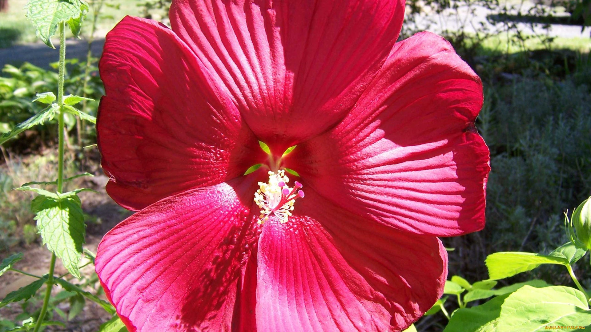 цветы, лаватера