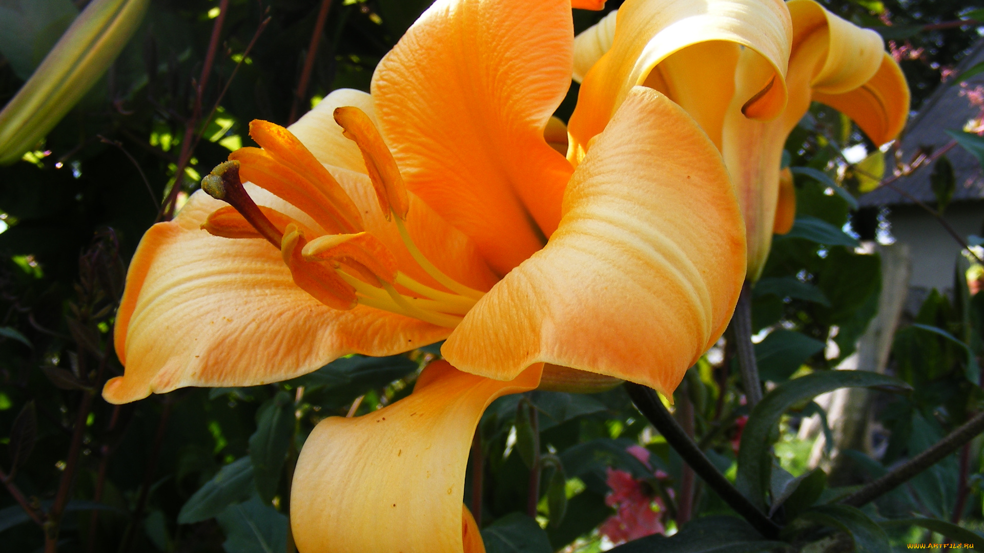 цветы, лилии, лилейники